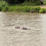 Mikumi National Park (13)