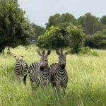 Mikumi National Park (23)