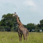 Mikumi National Park (9)